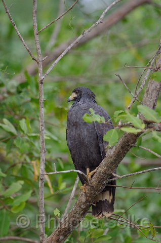 IMGP5402.jpg - Rio Tarcoles