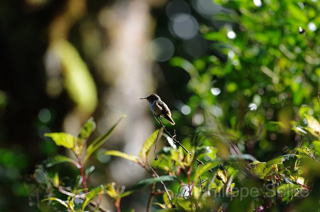 IMGP5791.jpg - Vallée de dota - Trogon lodge