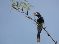 Calao siffleur Bycanistes fistulator	Piping Hornbill