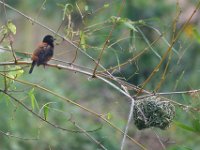 Tisserin noir Ploceus nigerrimus	Vieillot's Black Weaver