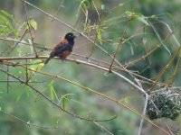 Tisserin noir Ploceus nigerrimus	Vieillot's Black Weaver