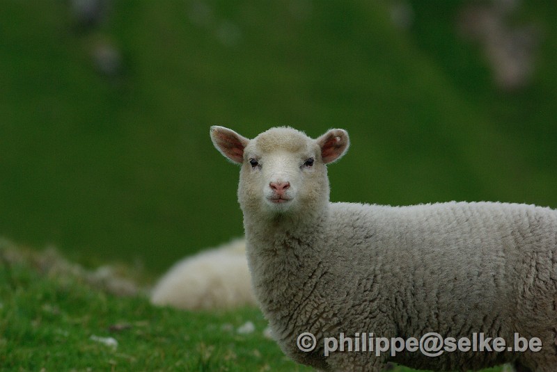 IMGP1194.JPG - agneau - Shetland (UK)