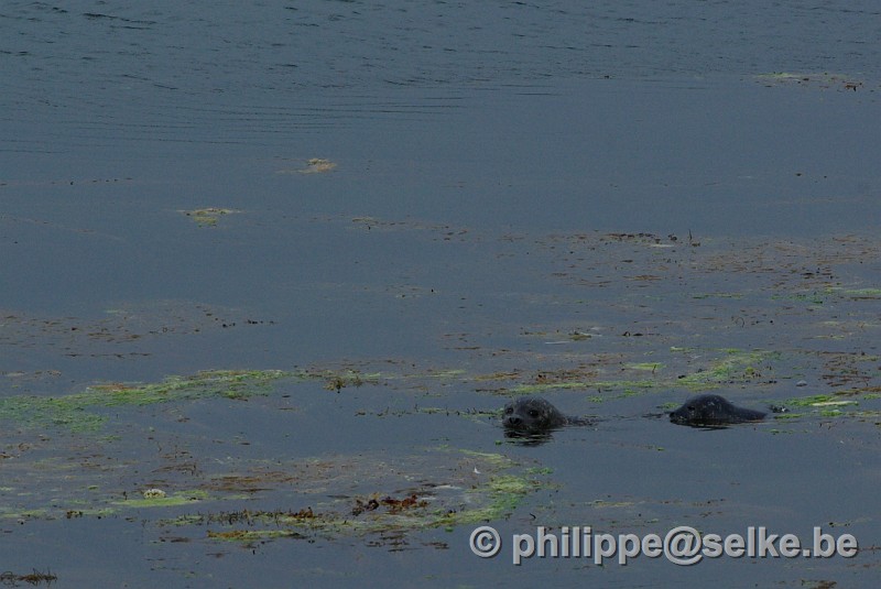 IMGP1406_2.JPG - phoques veaux-marins (Phoca vitulina) : un adulte et un jeune - Burravoe, Yell, Shetland (UK)