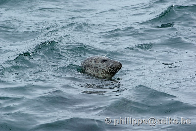 IMGP1420.JPG - phoque gris (Halichoerus grypus) - Shetland (UK)