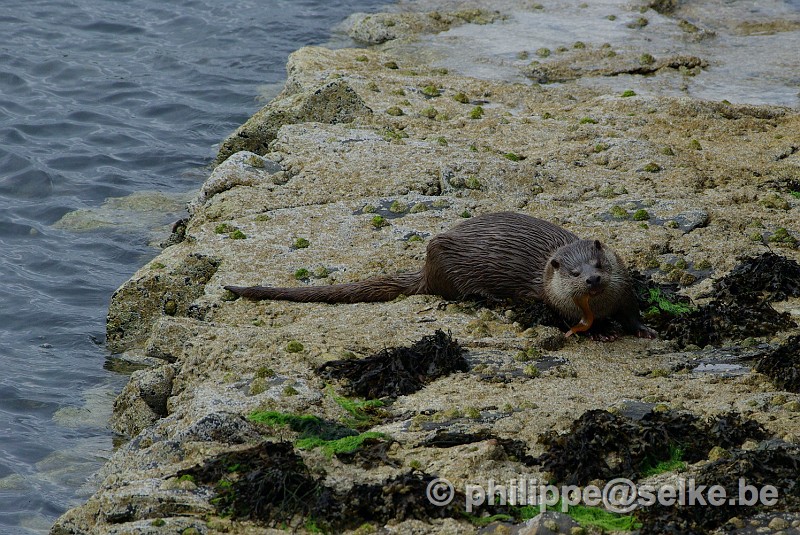 IMGP1515.JPG - loutre (lutra lutra) - Burravoe, Yell, Shetland (UK)