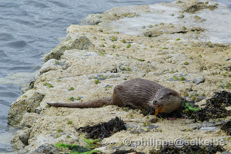 IMGP1516.JPG - loutre (lutra lutra) - Burravoe, Yell, Shetland (UK)