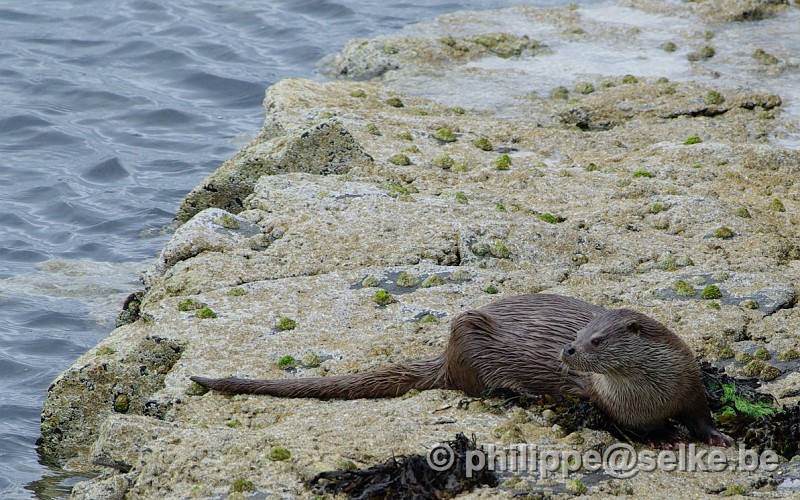 IMGP1521_2.JPG - loutre (lutra lutra) - Burravoe, Yell, Shetland (UK)