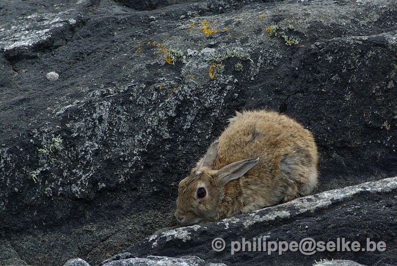 IMGP1539.JPG - lapin de garenne - Shetland (UK)