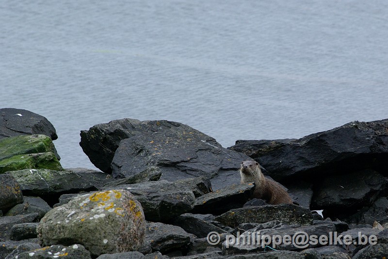 IMGP1554.JPG - loutre (lutra lutra) - Burravoe, Yell, Shetland (UK)