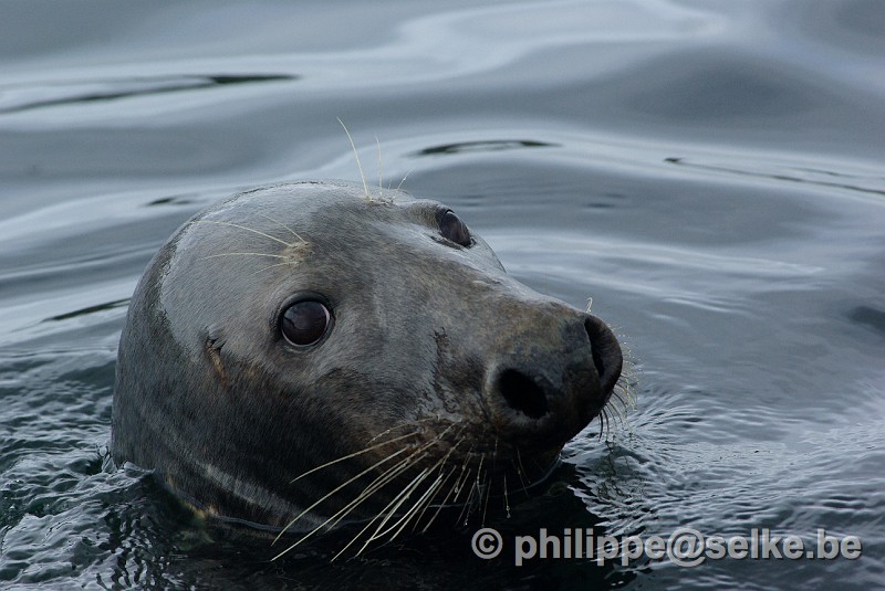 IMGP1861.JPG - phoque gris (Halichoerus grypus) - Lerwick, Shetland (UK)