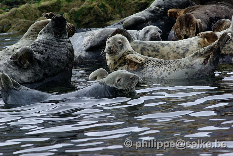 IMGP1866.JPG - phoques gris (Halichoerus grypus) - Lerwick, Shetland (UK)