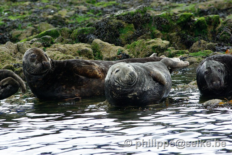 IMGP1878.JPG - phoques gris (Halichoerus grypus) - Lerwick, Shetland (UK)