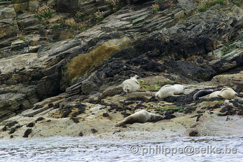 IMGP1884.JPG - phoques veaux-marins (Phoca vitulina) - Lerwick, Shetland (UK)On distingue un jeune sur la droite , beaucoup plus foncé que les quatre autres.