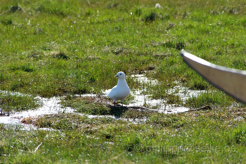 IMGP6064.JPG - Mouette ivoire (pagophila eburnea)