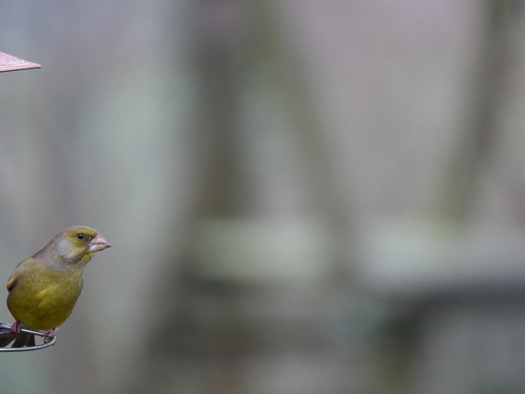 Oiseaux à la mangeoire